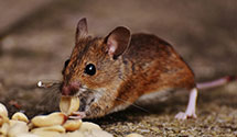 24 Hour & Emergency Exterminators in Wakita, OK
